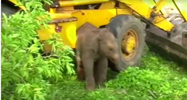 إنقاذ فيلين صغيرين في سريلانكا بعد سقوطهما في حفرة