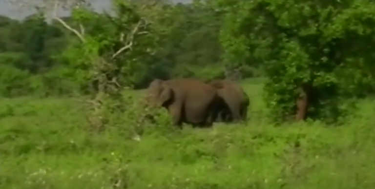 إنقاذ فيلين صغيرين في سريلانكا بعد سقوطهما في حفرة