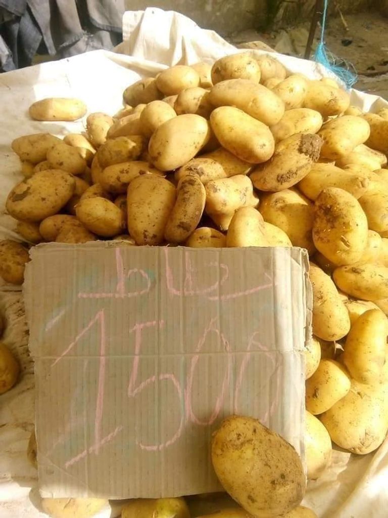 أسعار البطاطا في الأسواق الجزائرية سجن كبار رجال بوتفليقة في الجزائر وتواصل الحراك الشعبي