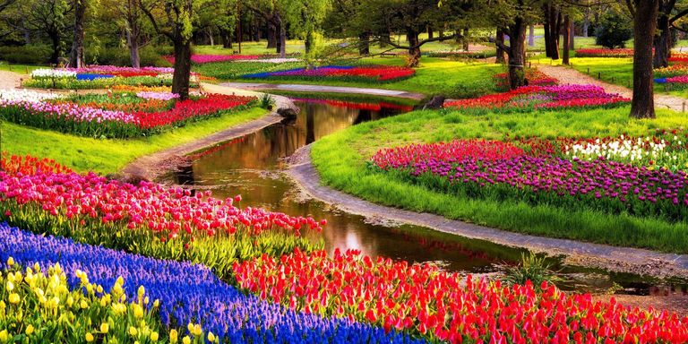 يزور هولندا 19 مليون سائح سنويا