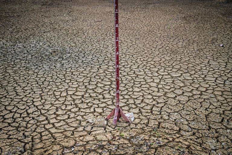 حيوان الأيل