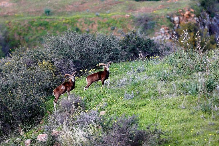 "الأكباش القبرصية".. كابوس يطارد المزارعين ويلتهم المحصول - صورة 3