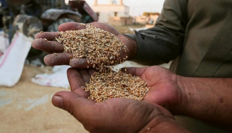 العراق حصد نحو 500 ألف طن من القمح المحلي