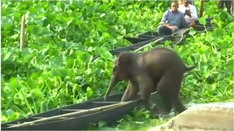 الفيل الصغير إثر إخراجه من البحيرة.