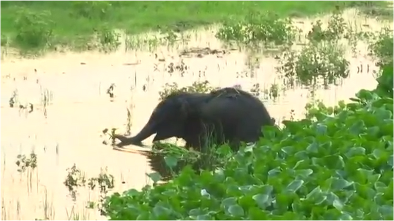 الفيل الصغير إثر إخراجه من البحيرة.