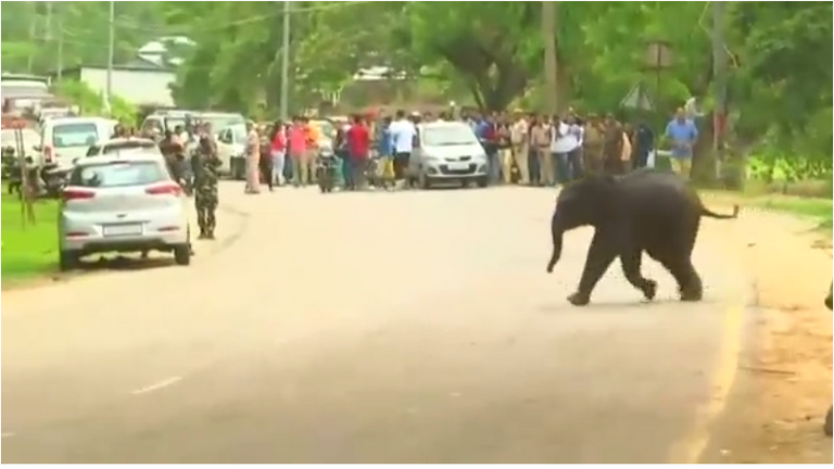 الفيل الصغير إثر إخراجه من البحيرة.