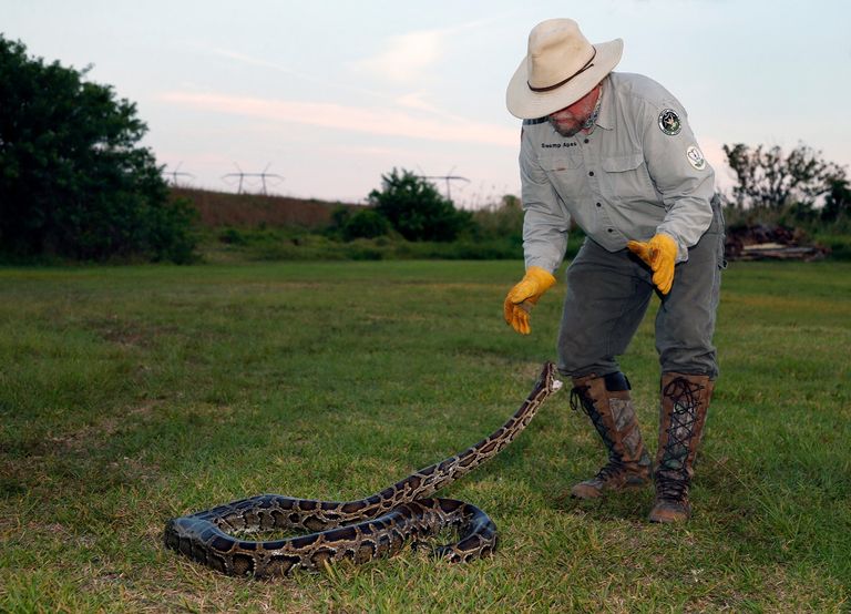 دوريات لتعقب الثعابين في فلوريدا