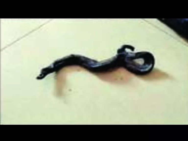 بقايا الثعبان المحترق هندي يعض ثعبانا- أرشيفية