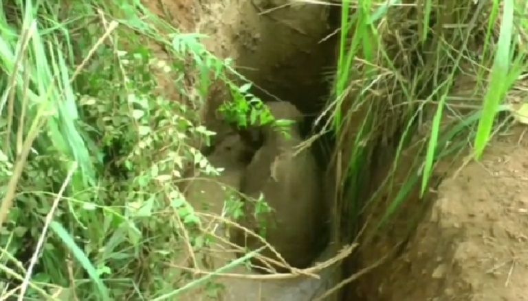 الفيل الصغير وسط حفرة الوحْل.
