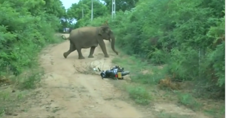 الفيل الصغير وسط حفرة الوحْل.