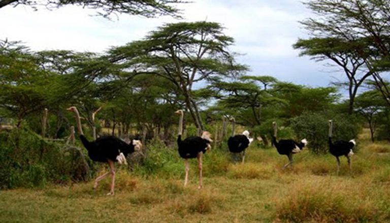 بحيرة أبجاتا الإثيوبية تواجه خطر الجفاف - أرشيفية