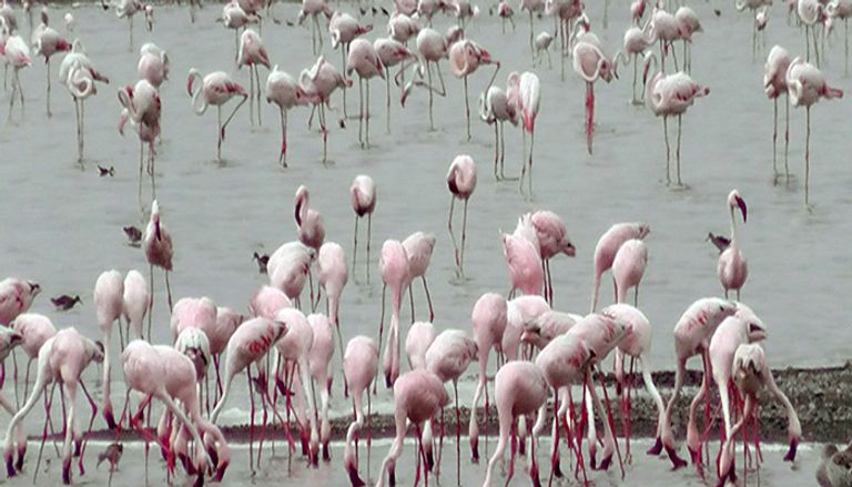 بحيرة أبجاتا الإثيوبية تواجه خطر الجفاف - أرشيفية