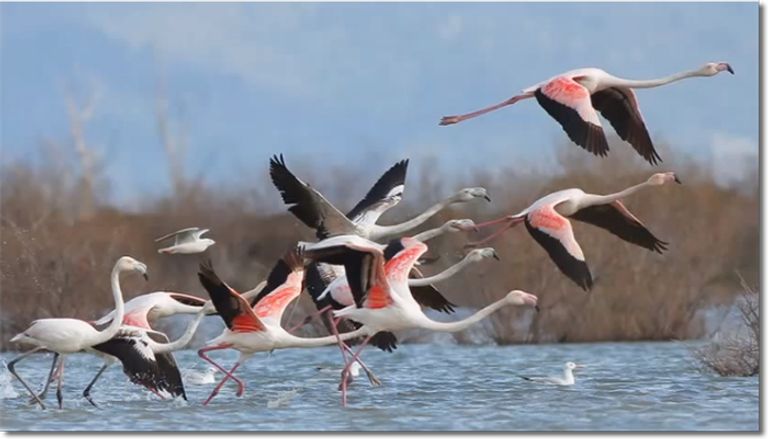 بحيرة أبجاتا الإثيوبية تواجه خطر الجفاف - أرشيفية