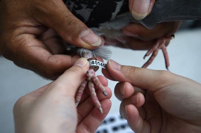 موظف في شركة لتربية الحمام في مانيلا خلال سباق لهذه الطيور