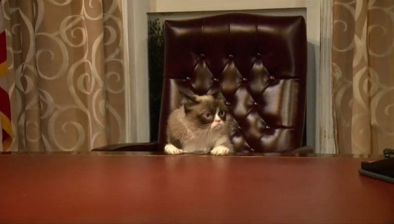 القطة العابسة جرامبي كات