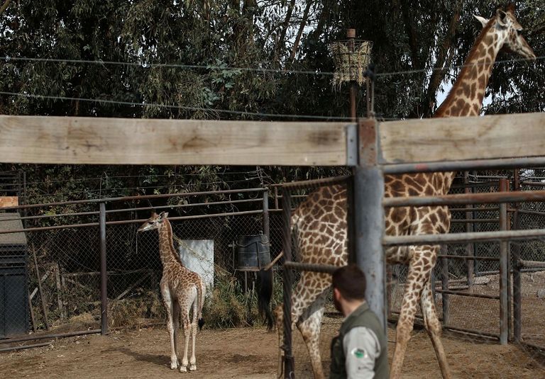 الزرافة "جيما" ووالدتها "بريتوريا".