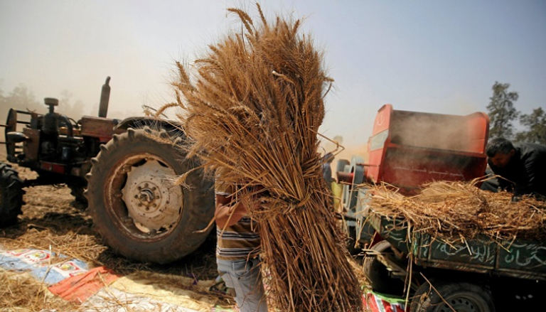 عمليات حصاد القمح وتنقيته في مصر - أرشيف