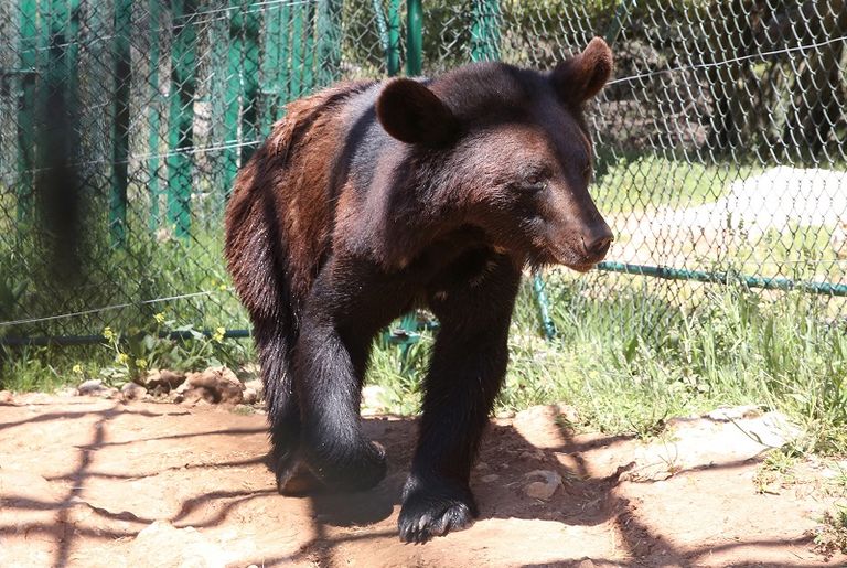 محمية أردنية لعلاج الدببة والأسود من صدمات الحروب