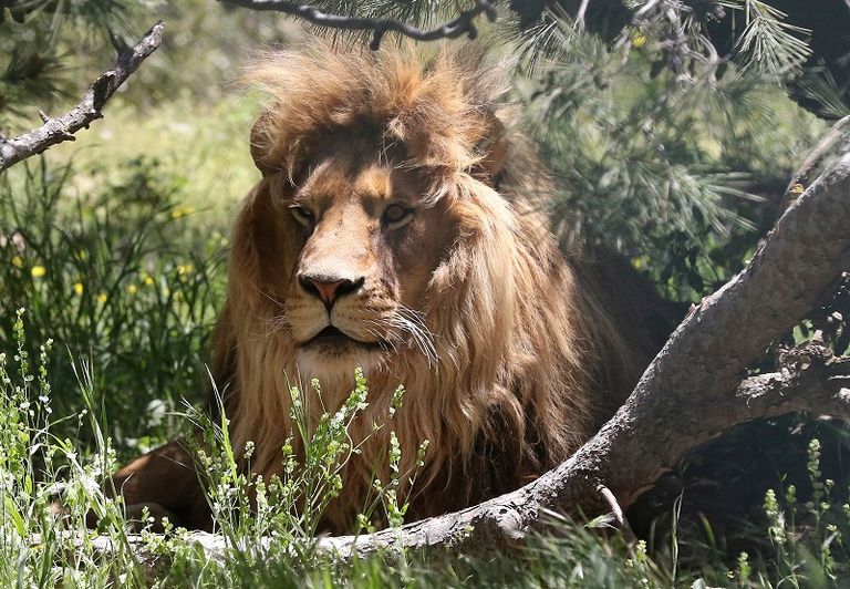 محمية أردنية لعلاج الدببة والأسود من صدمات الحروب