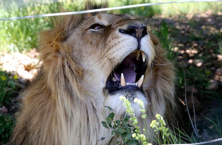 محمية أردنية لعلاج الدببة والأسود من صدمات الحروب