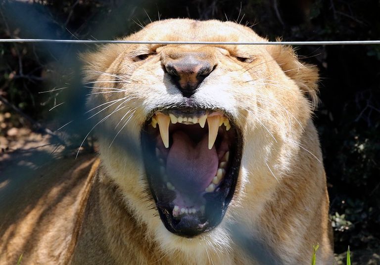 محمية أردنية لعلاج الدببة والأسود من صدمات الحروب