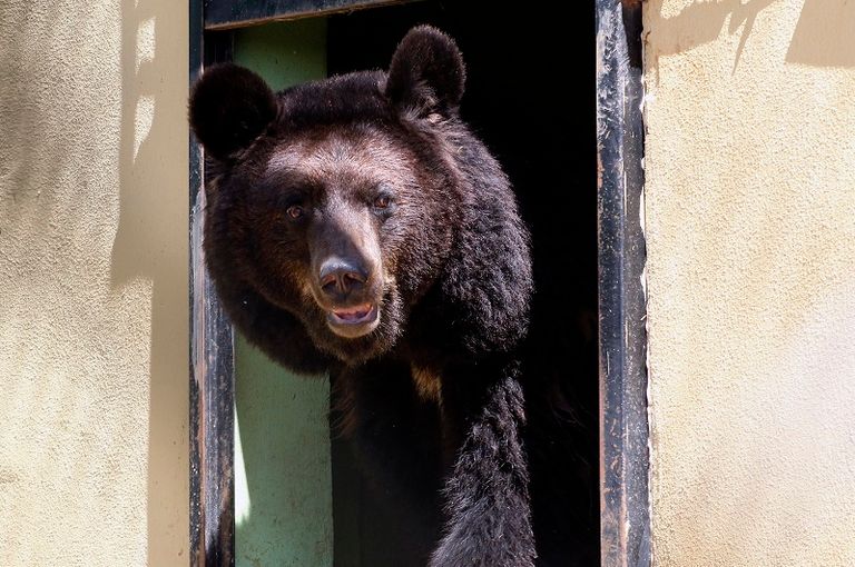 محمية أردنية لعلاج الدببة والأسود من صدمات الحروب