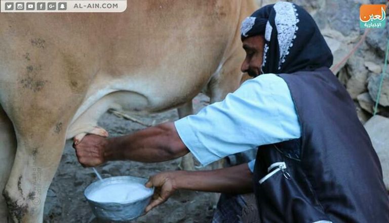 أحد متاجر بيع الجبن البلدي في تعز اليمنية