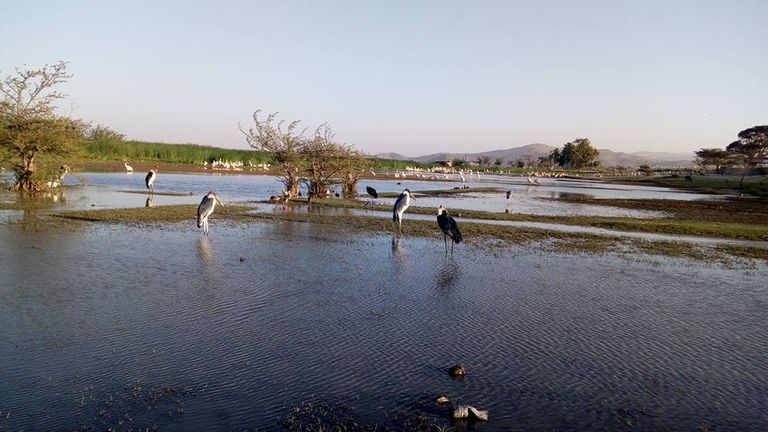 "ماء الورد" يضرّ بالتنوّع البيئي في بحيرة "زواي".