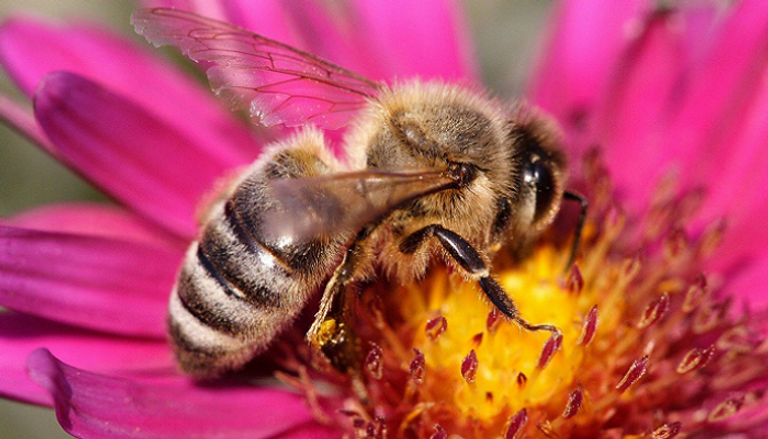 تراجع أعداد النحل يهدد بالقضاء على محاصيل كثيرة