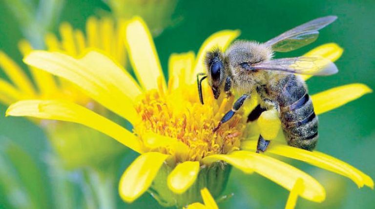 تراجع أعداد النحل يهدد بالقضاء على محاصيل كثيرة