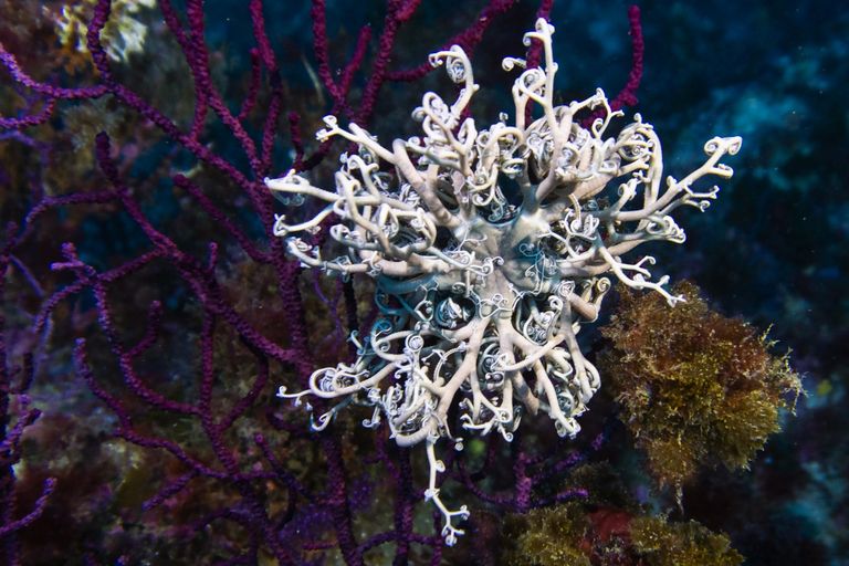 ساحل غرينلاند بالقمر الصناعي في 2012 يظهر تقلص مساحة الجليد