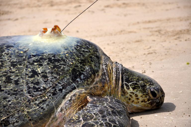 "الإمارات للطبيعة" و"بيئة أبوظبي"تكشفان نتائج مشروع الحفاظ على السلاحف