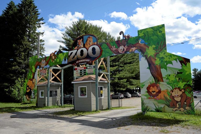 أحد النمور في حديقة الحيوان الكندية