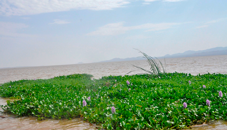 بحيرات إثيوبيا مهددة بورد النيل