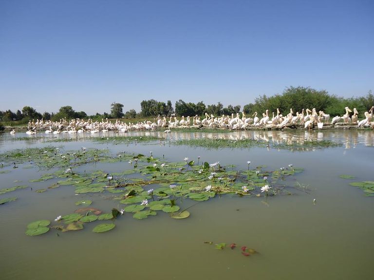 بحيرات إثيوبيا مهددة بورد النيل