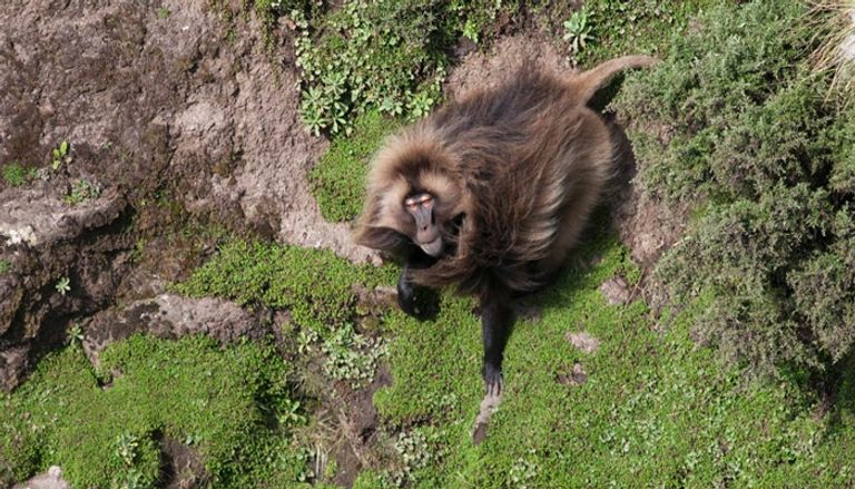 أقدم قصر للإمبراطور منليك الثاني في انكوبر