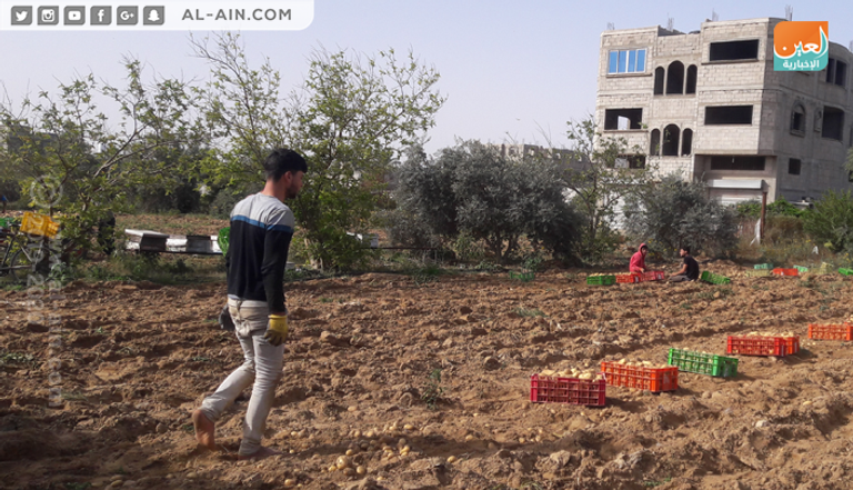 البطاطس تفتح أبواب الرزق لشباب غزة