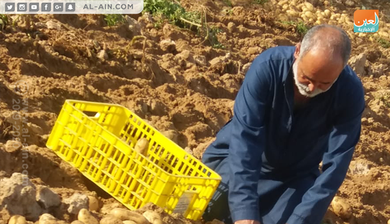 البطاطس تفتح أبواب الرزق لشباب غزة