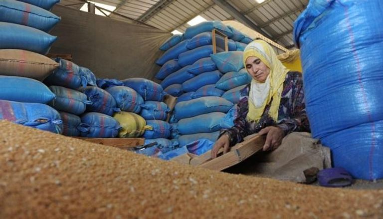 المغرب يخشى من تأثير انخفاض أسعار القمح عالميا