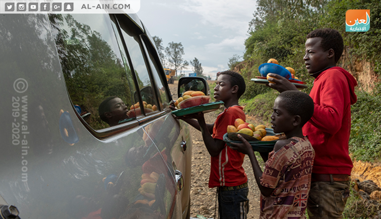 أشجار المانجو في مدينة 