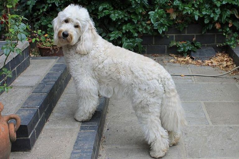 غلاف كتاب "من أجل حب كلب"