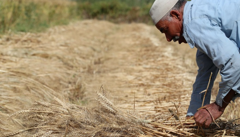 ١٦ مليار جنيه مصري مخصصات المزارعين