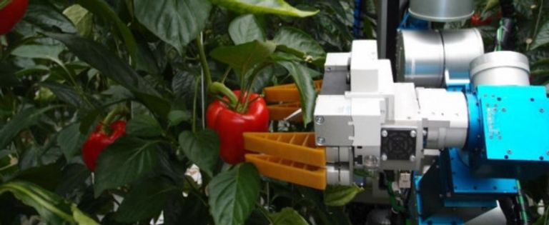 أول روبوت يحصد الفاكهة