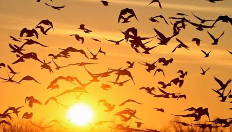 أجهزة تتبع الطيور هدفها الحفاظ على التوازن البيئي - أرشيفية