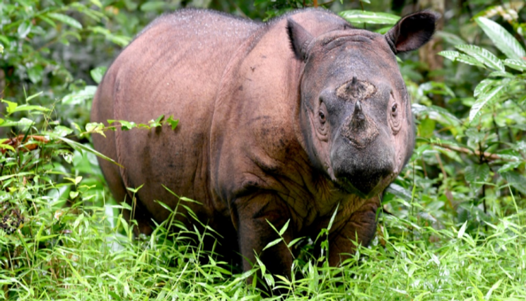 وحيد القرن السومطري يعد من أكثر الحيوانات المعرضة لخطر الانقراض