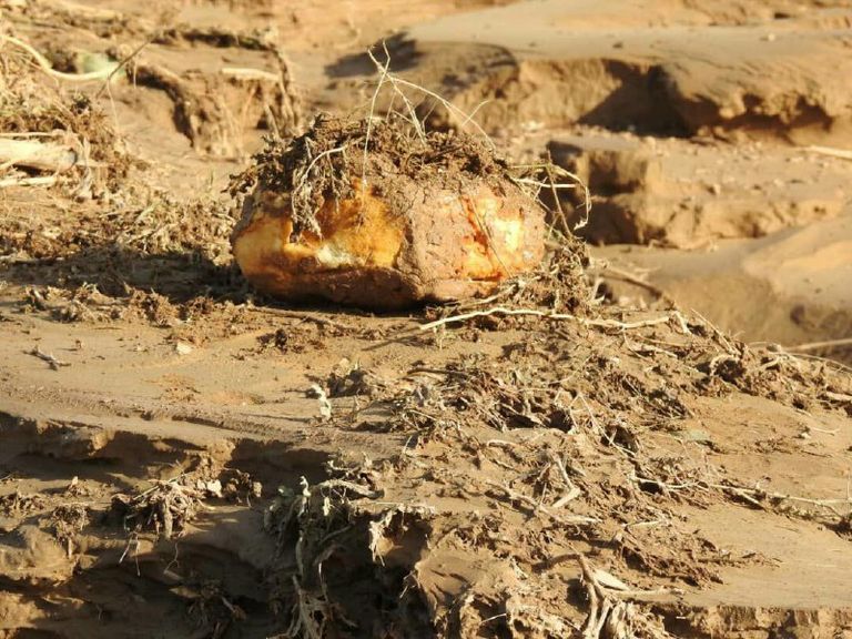 أحد الألغام الحوثية التي كشفتها السيول