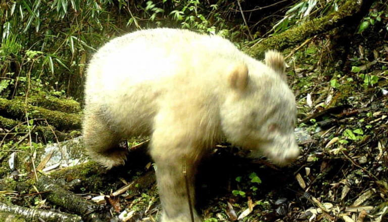 الدب الباندا الأبيض النادر 