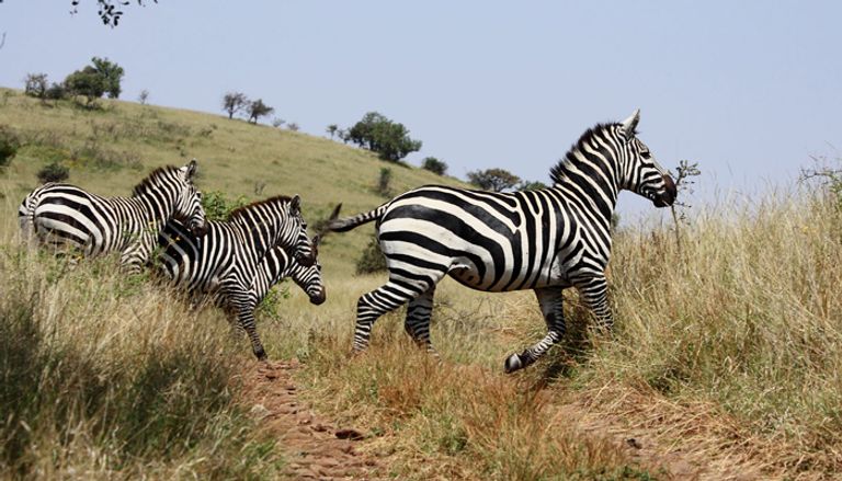 المناظر الفريدة بحديقة "نتش سار" الإثيوبية