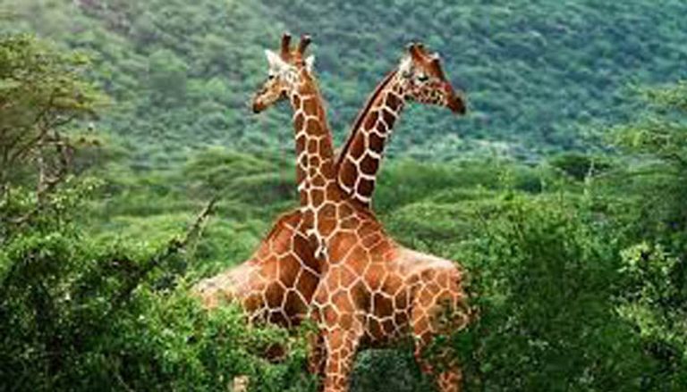 المناظر الفريدة بحديقة "نتش سار" الإثيوبية