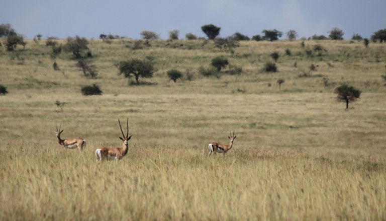 المناظر الفريدة بحديقة "نتش سار" الإثيوبية